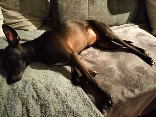 Windhunde - Treffen der besonderen Schönheiten
HERZLICH WILLKOMMEN-Beitrag-Bild