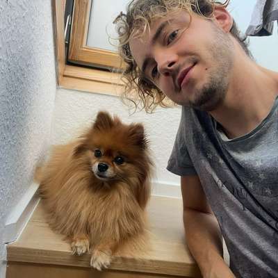 Hundetreffen-Kleinhunde-Gassirunde im Stadtwald Lindenthal