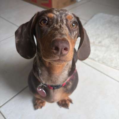 Hundetreffen-Dackel Treff-Bild
