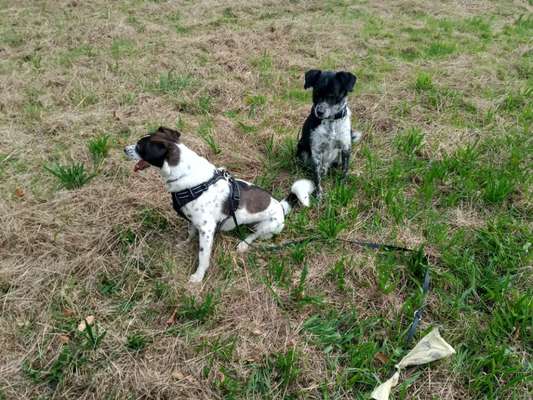 TierschutzhundeStammtisch🐕-Beitrag-Bild