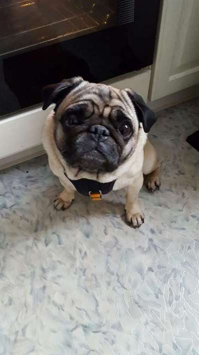 Fotochallenge Nr. 59 - Mein Hund zeigt die Zunge-Beitrag-Bild