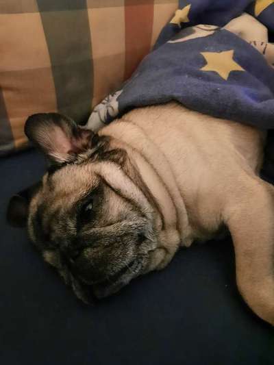 Darf der Hund bei Euch im Bett schlafen?-Beitrag-Bild