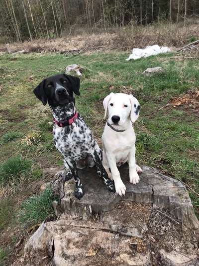 Fotochallenge No. 26                                     Wald und Wiese-Beitrag-Bild