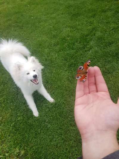 Samojede-Beitrag-Bild