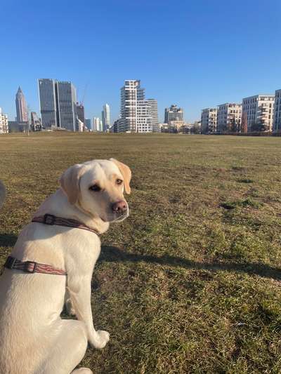 Hundetreffen-Spielen mit unsicherer Hündin-Bild