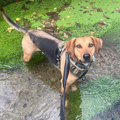 Hundetreffen-Spaziergang um Hundebegegnungen zu trainieren-Bild