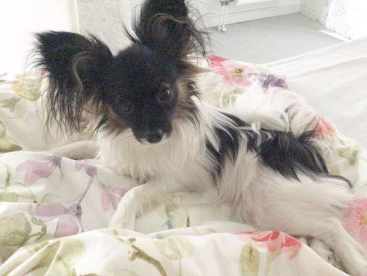 eure Spitznamen für die Vierbeiner-Beitrag-Bild