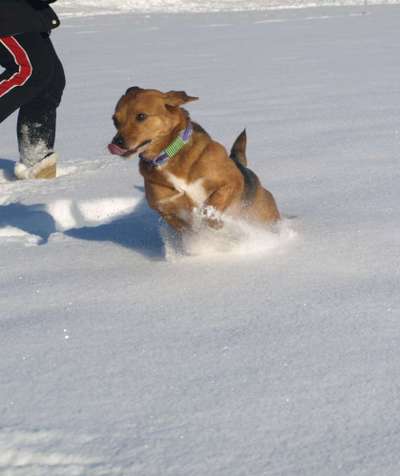Zeigt die schönsten Schneebilder von eurer Fellnase ❄️-Beitrag-Bild