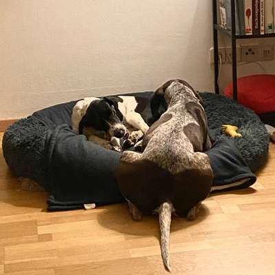 Pointer-Beitrag-Bild