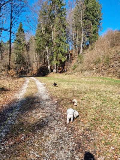 Giftköder-Gassi-Service / Dogwalking-Bild