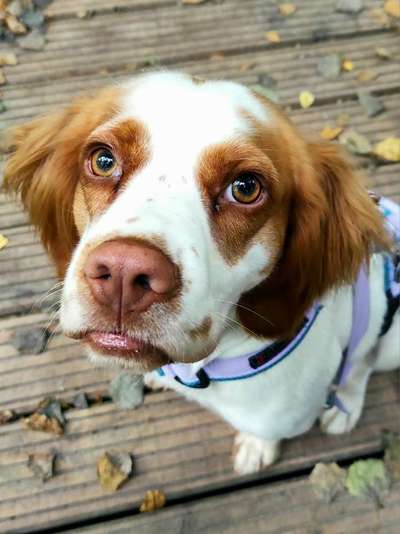 Die Dogorama Kalender Challenge Titelbild-Beitrag-Bild