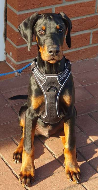 Wo sind hier die Dobermänner-Beitrag-Bild