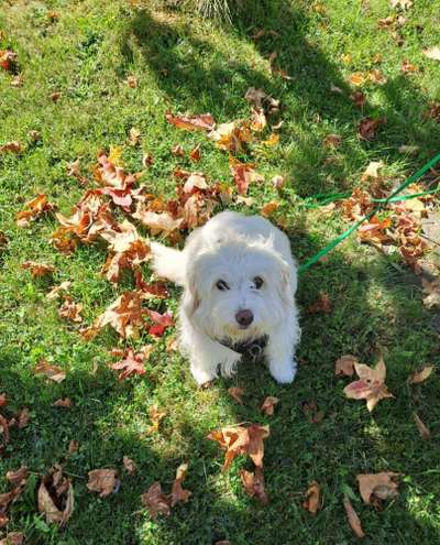 Hundetreffen-Spiel- und Gassipartner in Neubottenbroich-Bild