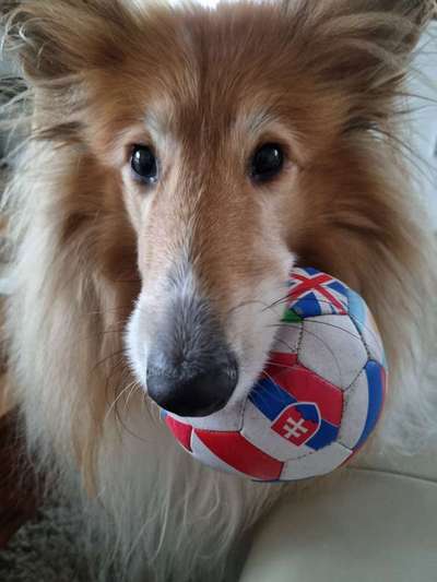 Dogorama Photo Challenge - Lieblingsspielzeug!-Beitrag-Bild