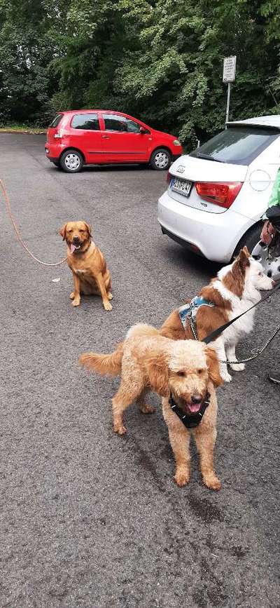 Hundetreffen-Social Walk-Bild