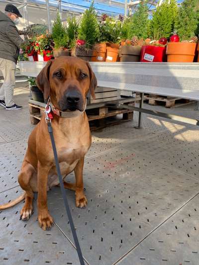 Hundetreffen-Hunde treffen Nähe von porz sind aber auch mobil gerne auch woanders-Bild