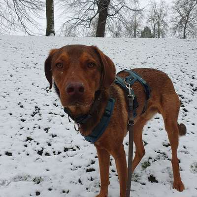 Hundetreffen-Suche älteren, selbstbewussten Hund-Bild