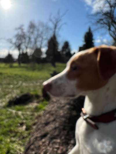 Wo sind die Jack und Parson Russell Terrier?-Beitrag-Bild