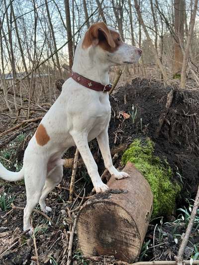 Wo sind die Jack und Parson Russell Terrier?-Beitrag-Bild