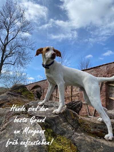 Wo sind die Jack und Parson Russell Terrier?-Beitrag-Bild