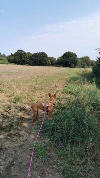 Hundetreffen-Gemeinsames Begegnungstraining-Bild