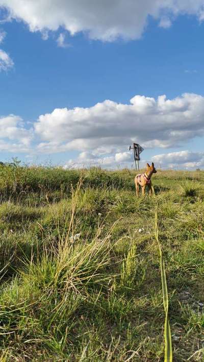 Hundetreffen-Social Walk-Bild