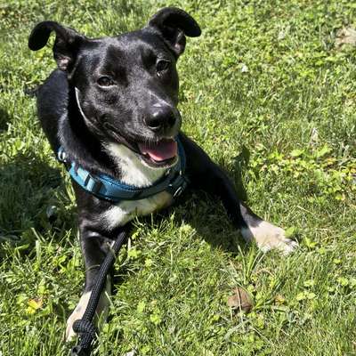 Hundetreffen-Hundebegegnung Graz-Bild