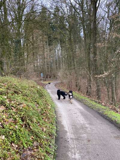 Hundetreffen-Gassi Runde / Hunde Spieltreffen-Bild
