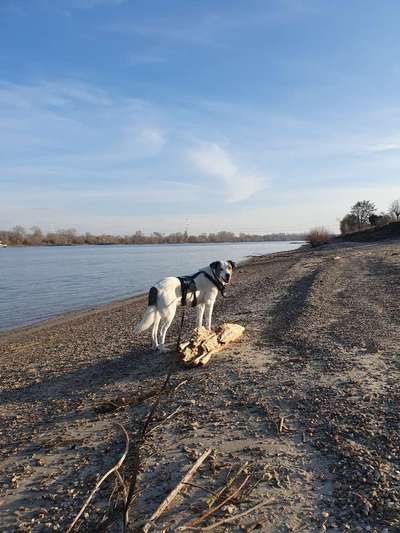 Handy Fotochallenge Nr. 52: Dein Hund mit blauem Himmel-Beitrag-Bild