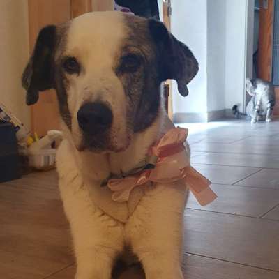 Hundetreffen-Hundekumpel oder -kumpeline gesucht-Bild