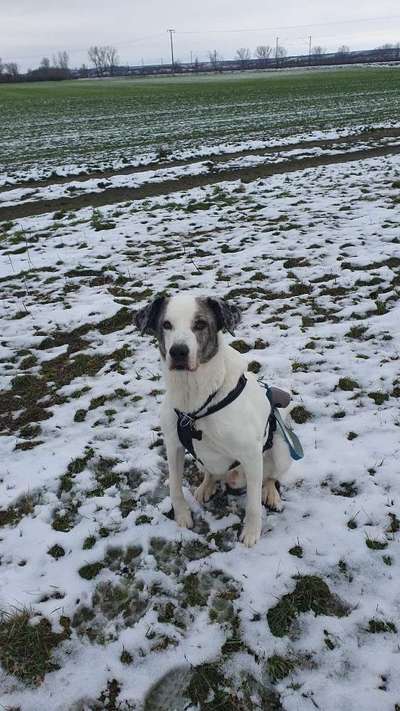 Dogorama Photo Challenge - Winterstimmung-Beitrag-Bild