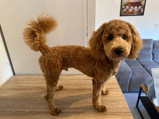 Hundetreffen-Suche Hundefreunde-Bild