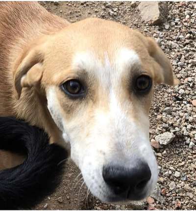 Tierschutzhunde suchen ein Zuhause-Beitrag-Bild