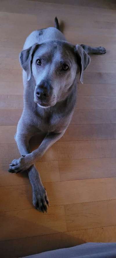 Dogorama Photo Challenge - Portrait-Beitrag-Bild