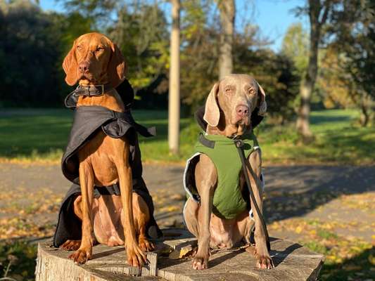 Die Dogorama Kalender Challenge Titelbild-Beitrag-Bild