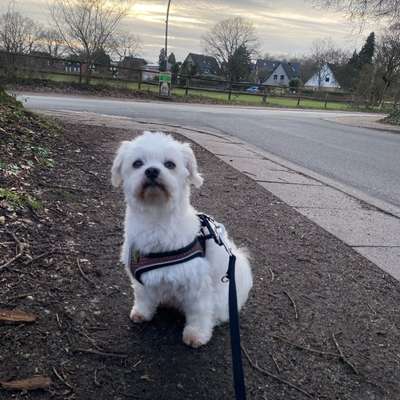 Hundetreffen-Spiele/Trainingstreffen-Bild