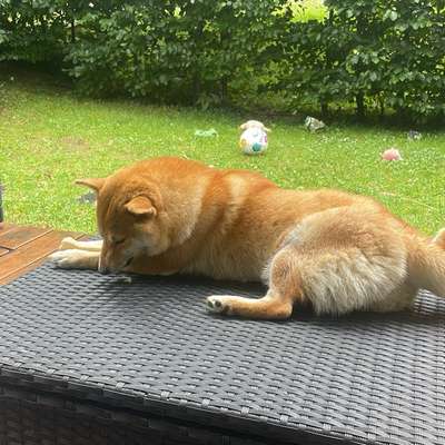 Hundetreffen-Hundetreffen in Unterschleißheim-Bild