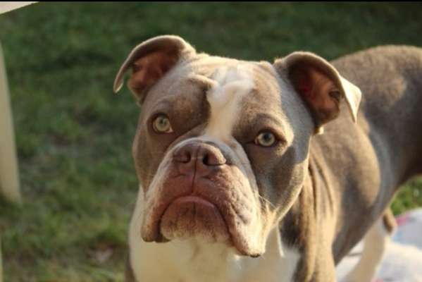 Olde English Bulldogge-Beitrag-Bild