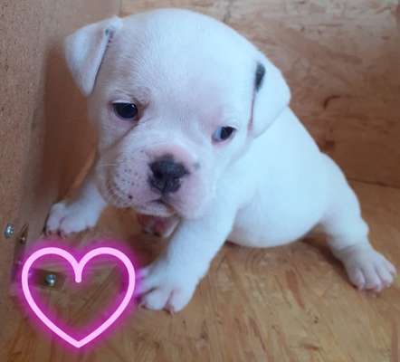 Olde English Bulldogge-Beitrag-Bild