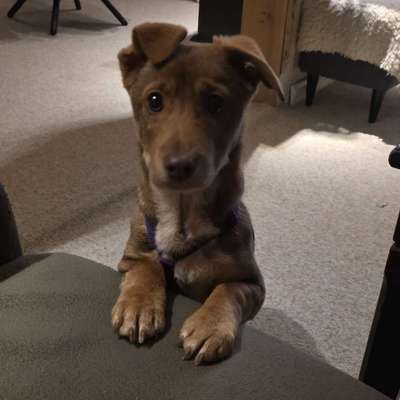 Hundetreffen-Welpen oder soziale Spielkameraden gesucht-Bild