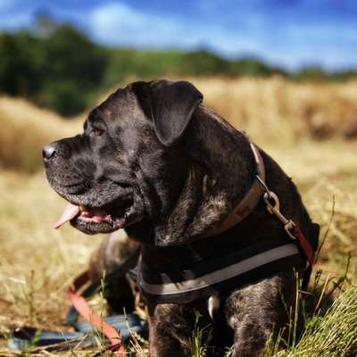 Hundetreffen-Cane Corso-Profilbild