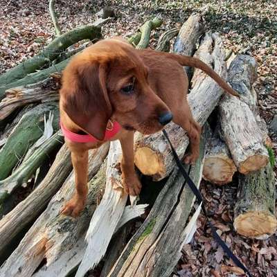 Hundetreffen-Hundetreffen in Oelde-Bild