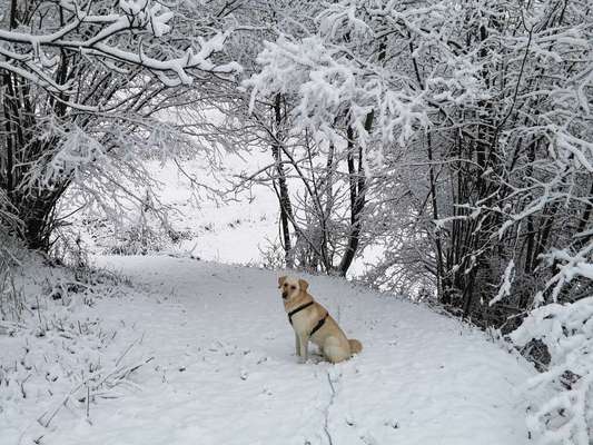 Zeigt euren Hund an eurem lieblingsplatz-Beitrag-Bild