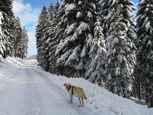 Mischlingshunde Foto Aufruf-Beitrag-Bild