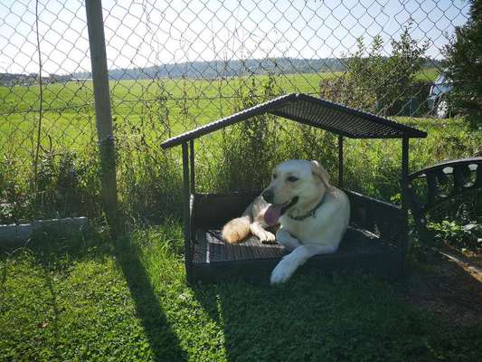 Labradorfans-Beitrag-Bild