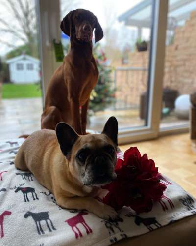 Dogorama Photo Challenge - Die besten Hundebuddys-Beitrag-Bild