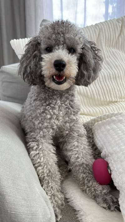 Pudel-Treffen-Beitrag-Bild