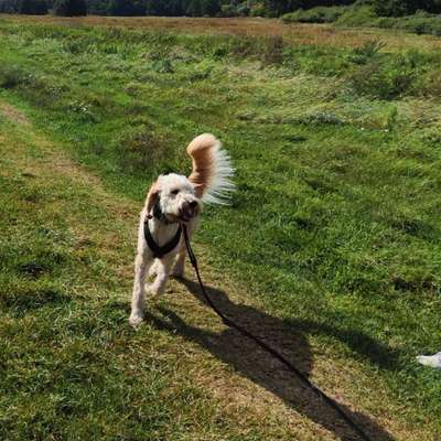 Hundetreffen-Hund-Mensch-Team gesucht-Bild