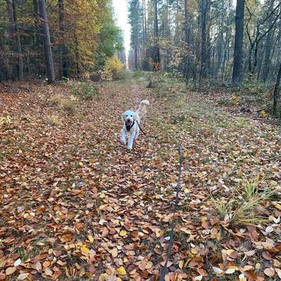 Hundetreffen-Hundefreund:in gesucht (Training/direkter Kontakt)-Bild