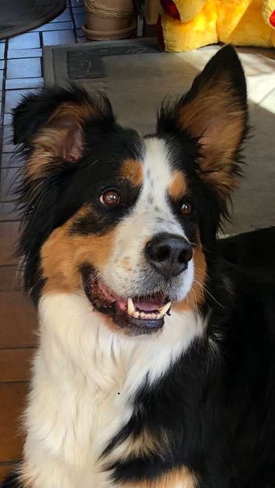 Dogorama Photo Challenge - Hundeblick zum hinschmelzen-Beitrag-Bild